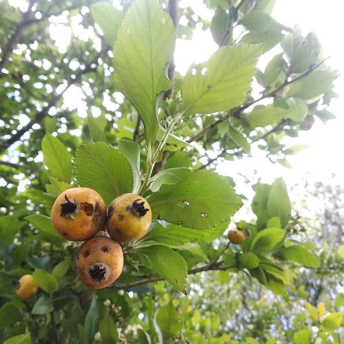 Crataegus mexicana (Manzanilla) — photo