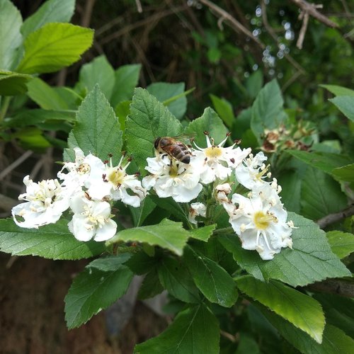Crataegus mexicana (Manzanilla) — photo