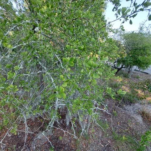 Crataegus michauxii — photo