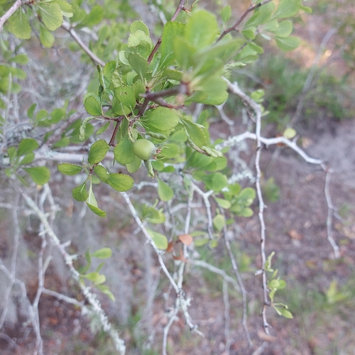 Crataegus michauxii