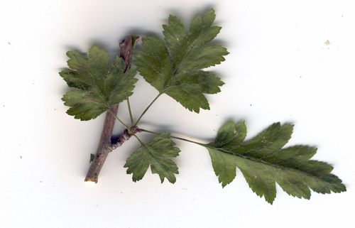 Crataegus microphylla — photo