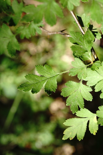 Crataegus microphylla — photo