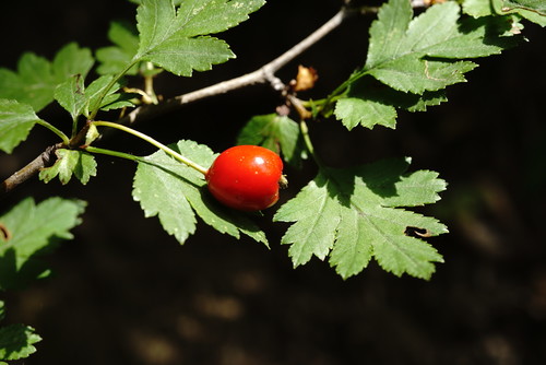 Crataegus microphylla
