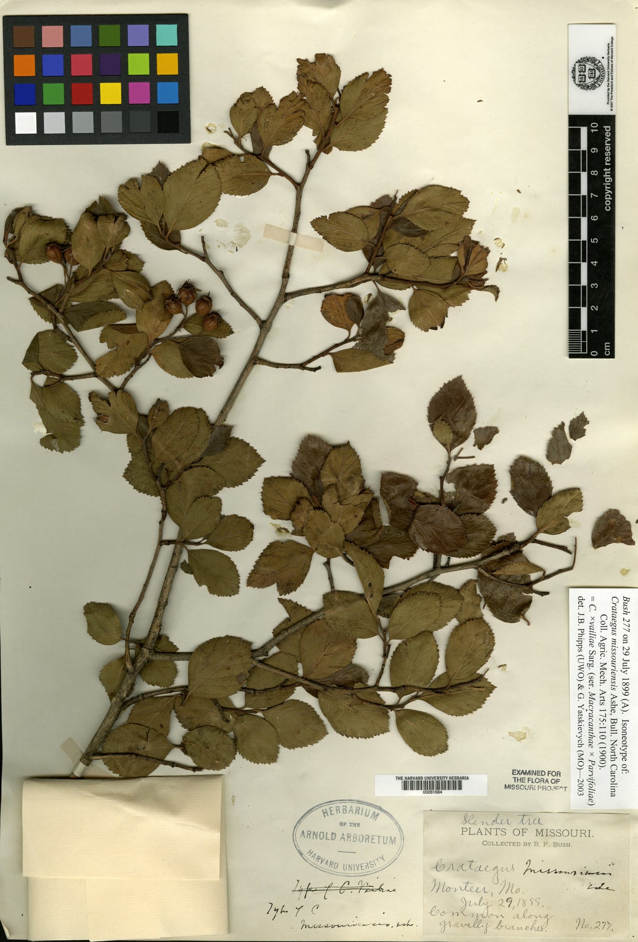 Crataegus missouriensis (Miss Vail's Hawthorn) — photo