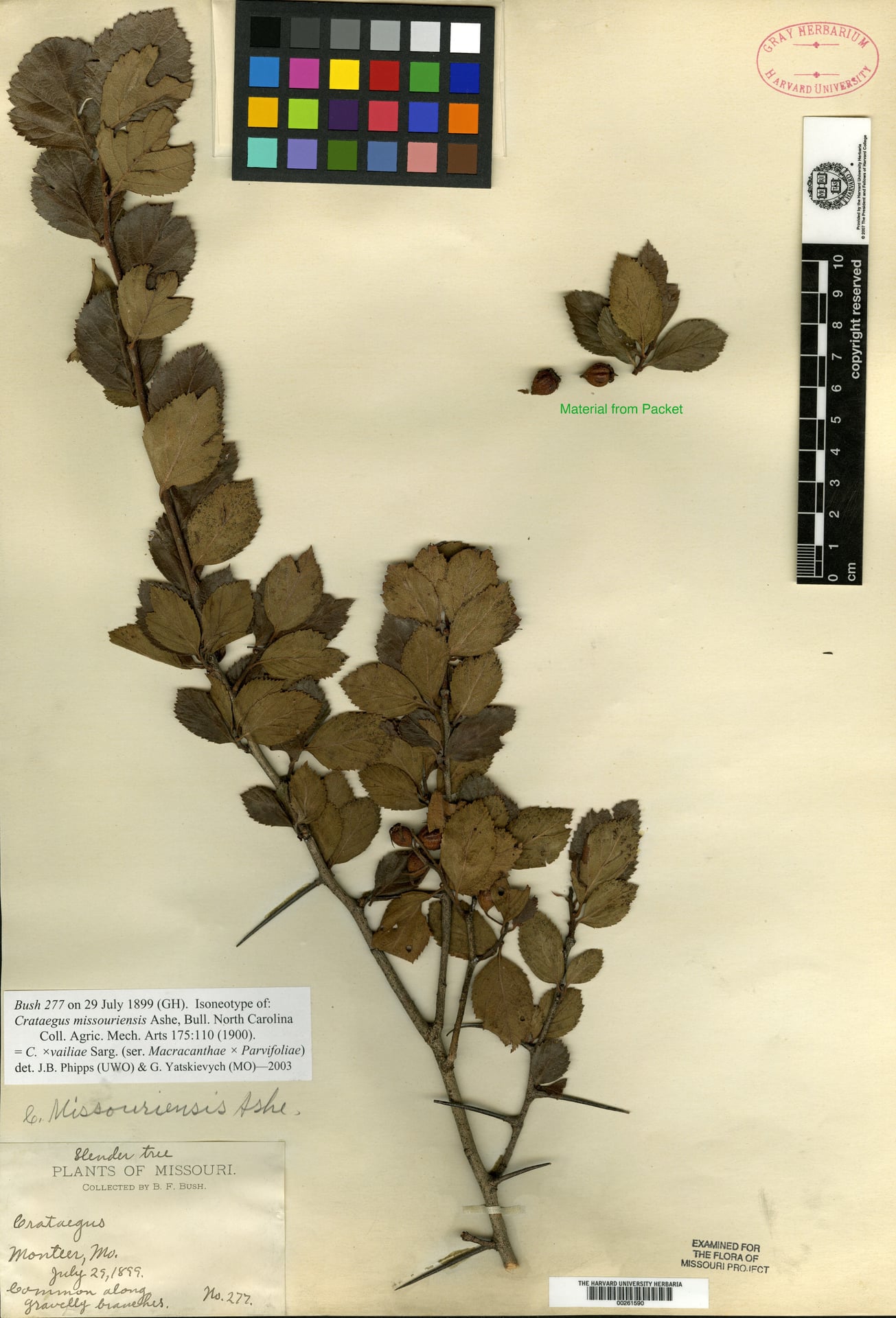 Crataegus missouriensis (Miss Vail's Hawthorn) — photo