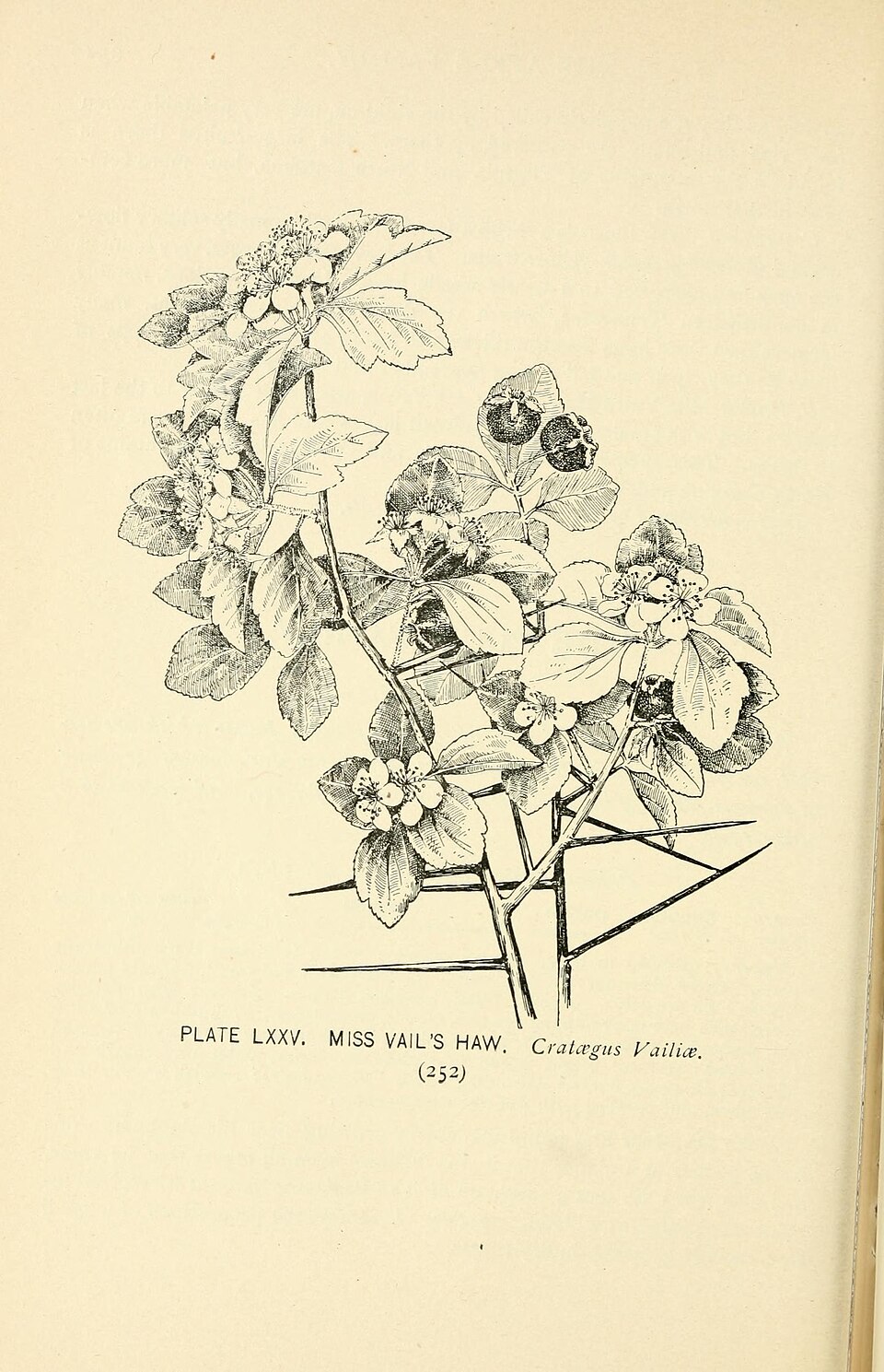 Crataegus missouriensis