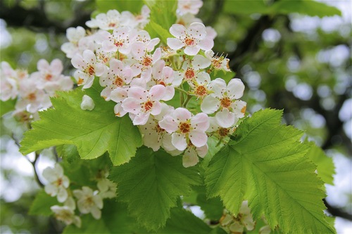 Crataegus mollis (Downy hawthorn) — photo