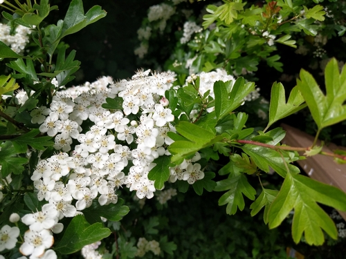 Crataegus monogyna (English Hawthorn) — photo