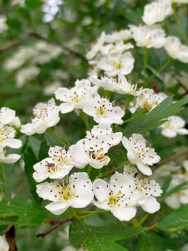 Crataegus monogyna (English Hawthorn) — photo
