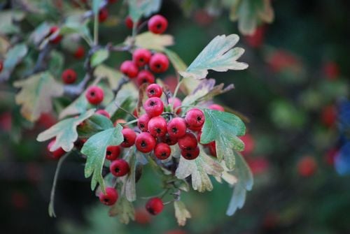 English Hawthorn