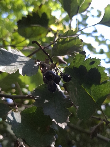 Crataegus nigra (Hungarian hawthorn) — photo