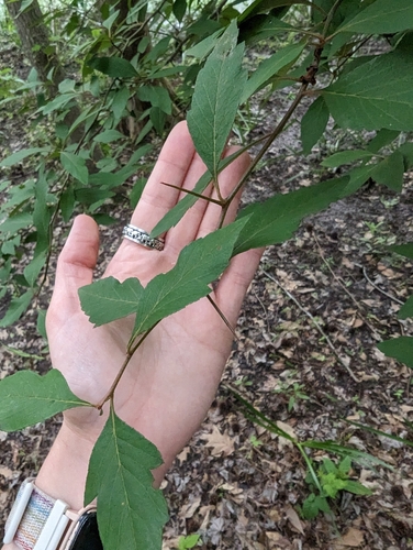 Crataegus opaca (Mayhaw) — photo