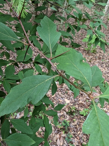 Crataegus opaca (Mayhaw) — photo