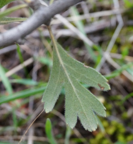 Crataegus orientalis (Eastern thorn) — photo