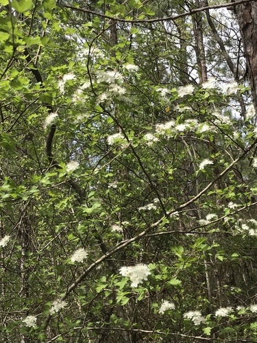 Crataegus oxyacantha (European hawthorn) — photo