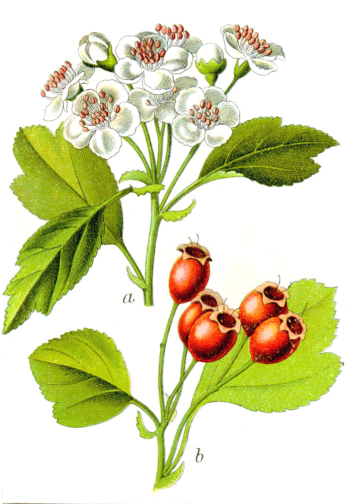 Crataegus oxyacantha