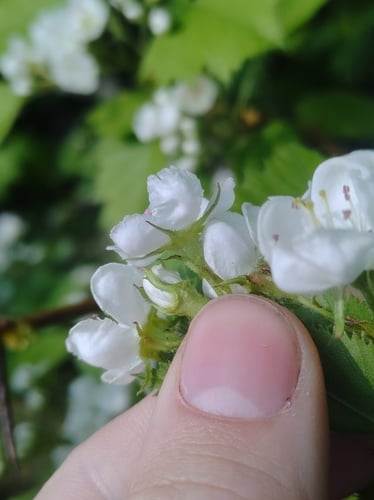 Crataegus pedicellata (Scarlet haw) — photo