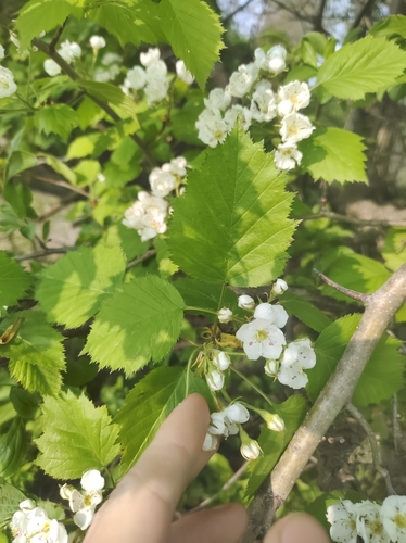 Crataegus pedicellata (Scarlet haw) — photo