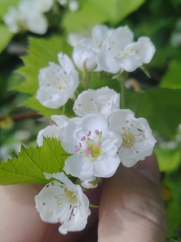 Crataegus pedicellata var. gloriosa