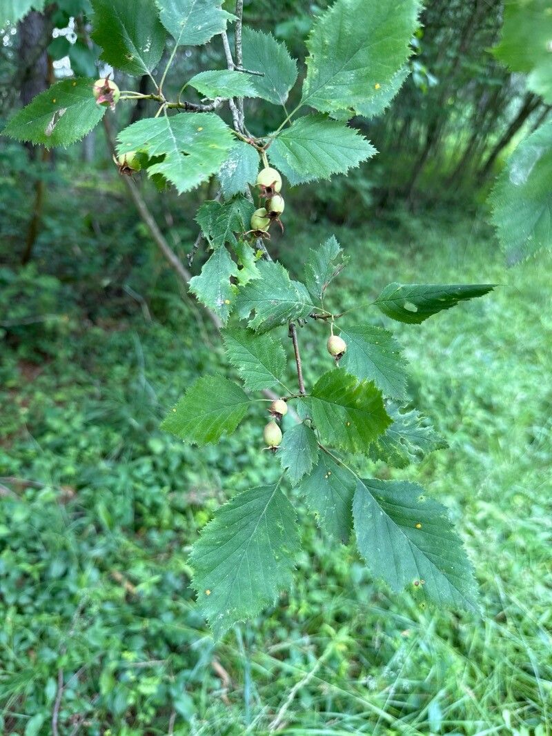 Crataegus pennsylvanica