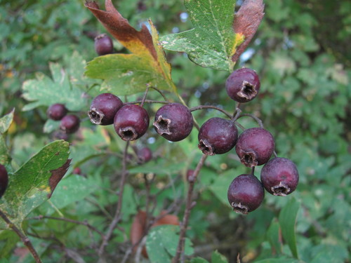 Crataegus pentagyna (Black hawthorn) — photo