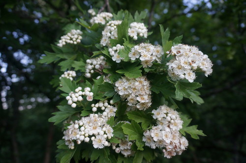 Crataegus pentagyna (Black hawthorn) — photo