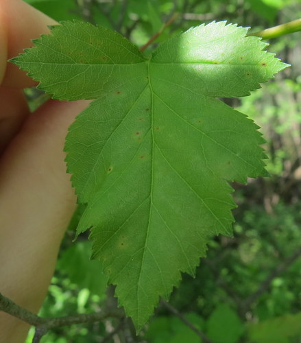 Crataegus phaenopyrum (Washington hawthorn) — photo