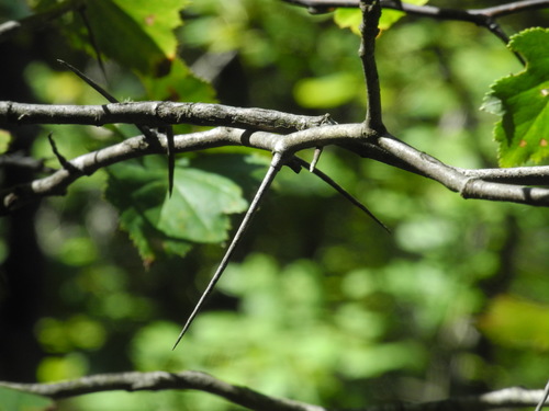 Crataegus phaenopyrum (Washington hawthorn) — photo
