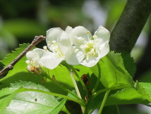 Crataegus phaenopyrum