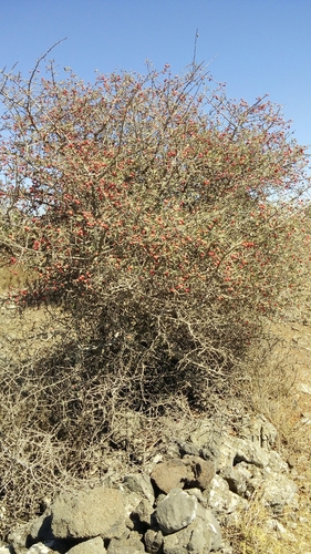 Crataegus pinnatifida (Chinese haw) — photo