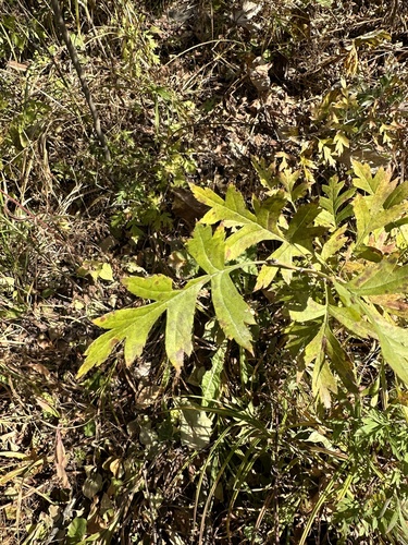 Crataegus pinnatifida (Chinese haw) — photo