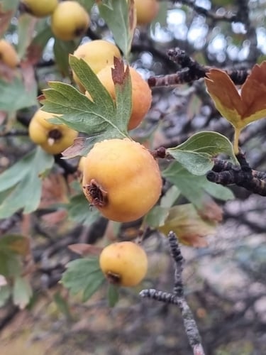 Crataegus pontica