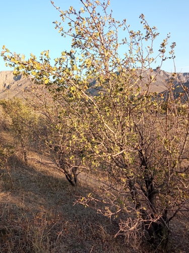 Crataegus pontica (Ponti hawthorn) — photo