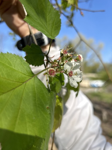 Crataegus pringlei (Pringle's Hawthorn) — photo