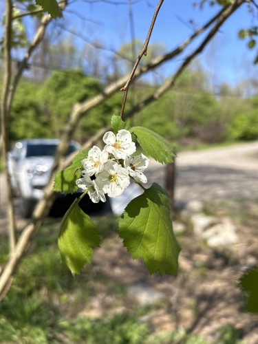 Crataegus pringlei (Pringle's Hawthorn) — photo
