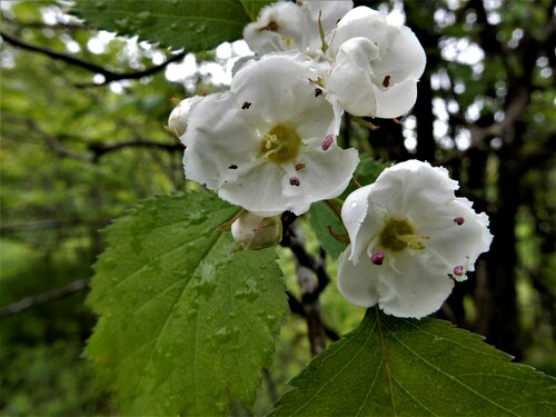 Crataegus pruinosa (Frosted hawthorn) — photo