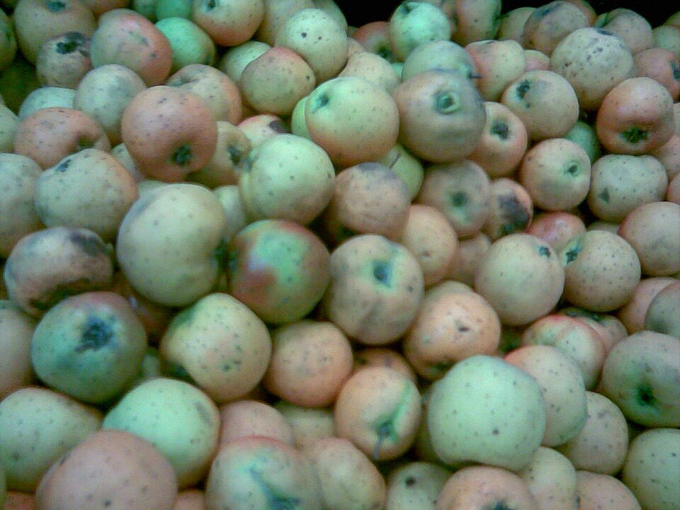 Crataegus pubescens (Mexican hawthorn) — photo