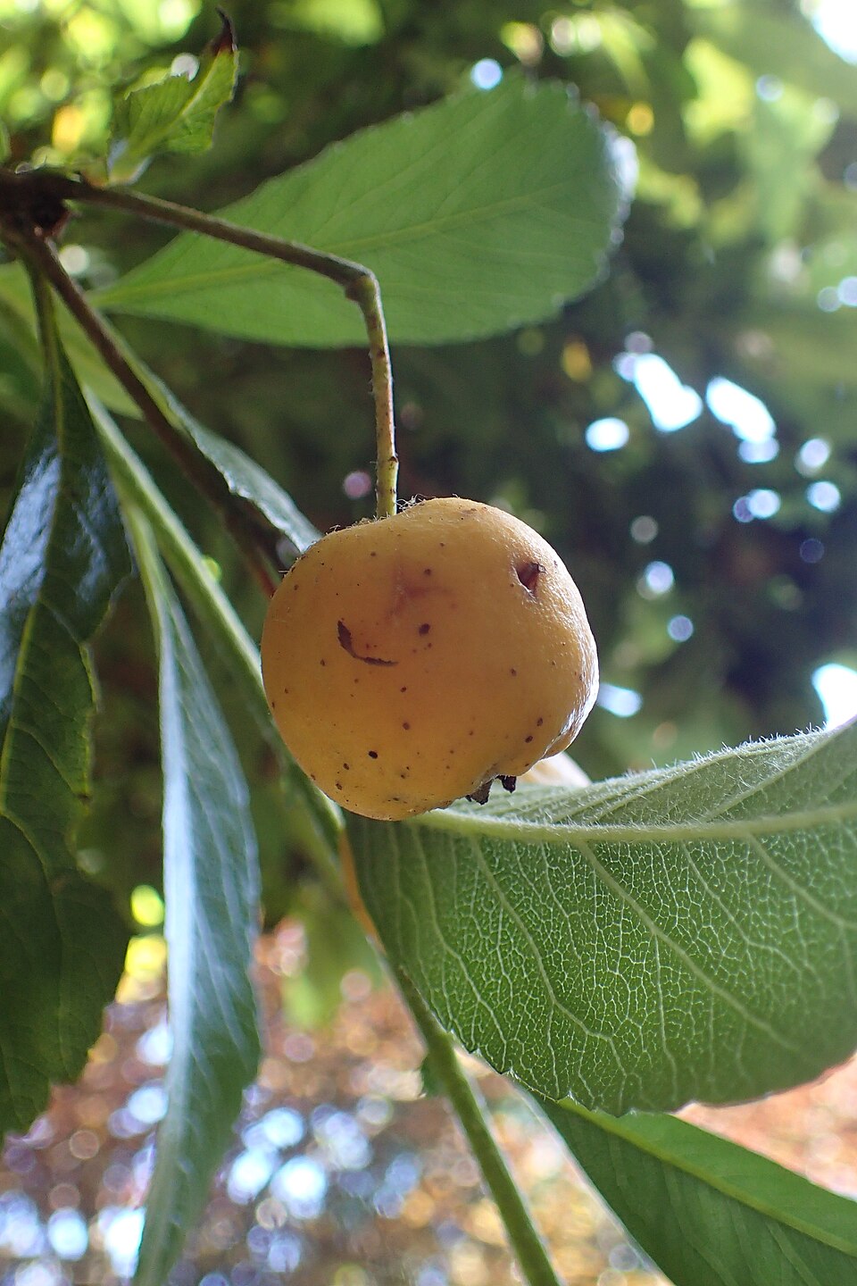Crataegus pubescens (Mexican hawthorn) — photo