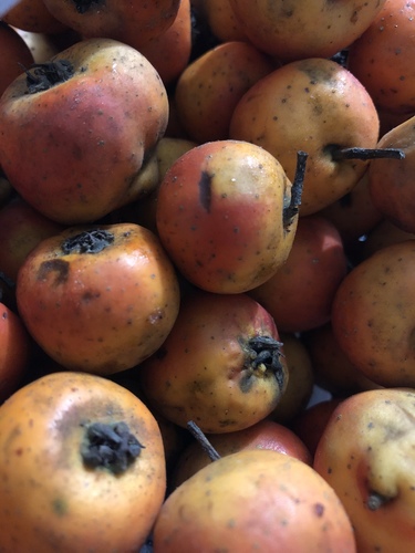 Crataegus pubescens
