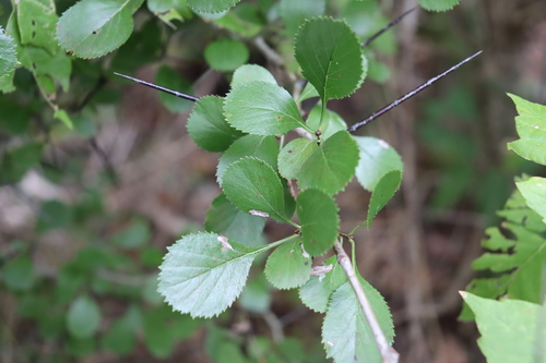 Crataegus reverchonii (Reverchon's Hawthorn) — photo