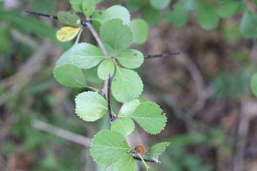 Crataegus reverchonii (Reverchon's Hawthorn) — photo
