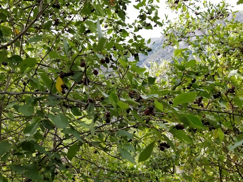 Crataegus rivularis (River hawthorn) — photo