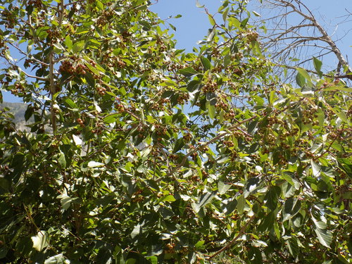 Crataegus rivularis (River hawthorn) — photo