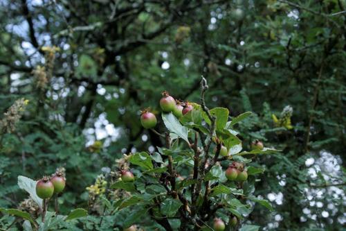 Crataegus rosei subsp. parryana — photo