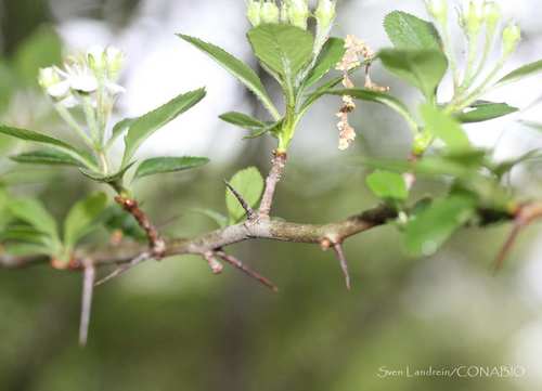 Crataegus rosei subsp. parryana — photo
