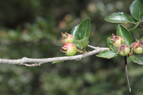 Crataegus rosei subsp. parryana