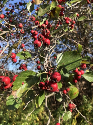 Crataegus rotundifolia