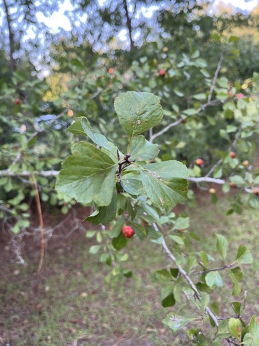 Crataegus rufula