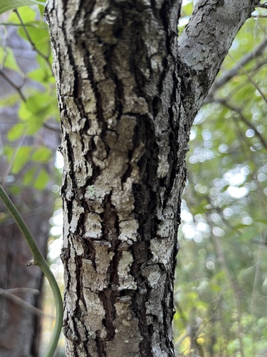 Crataegus rufula (Rufous mayhaw) — photo