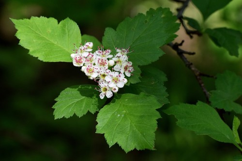 Crataegus sanguinea